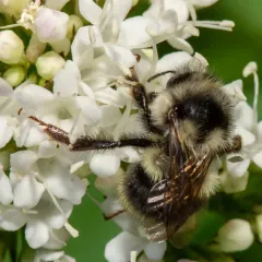 Vancouver Bumble Bee thumbnail 3