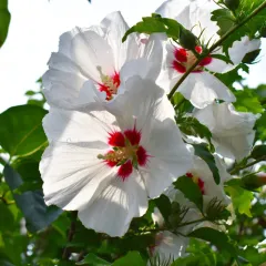 common hibiscus thumbnail 4