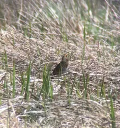 Saltmarsh Sparrow thumbnail 2