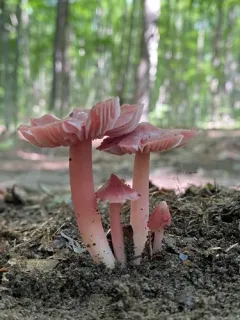 Pink Waxcap thumbnail 2