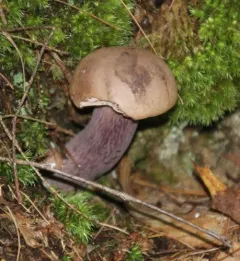 Violet Gray Bolete thumbnail 4