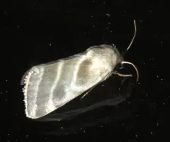 Three-lined Flower Moth thumbnail 3
