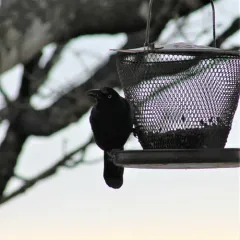 Common Grackle thumbnail 3