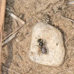 Eastern Miner Bee thumbnail 3