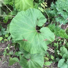 Giant Butterbur thumbnail 1