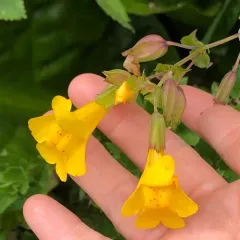 Sharp-leaved Monkeyflower thumbnail 2