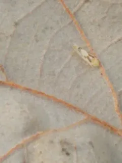 Eratoneura ligata thumbnail 1