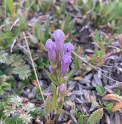 Fourpart Dwarf Gentian thumbnail 1