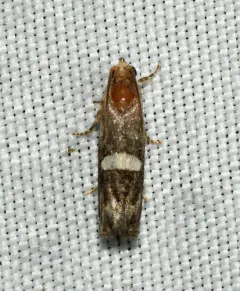 Epiblema gibsoni thumbnail 2