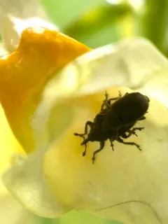 Toadflax Seed Weevil thumbnail 3