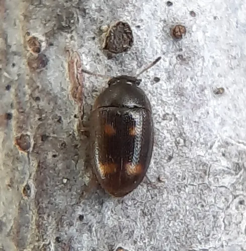Four-spotted Hairy Fungus Beetle