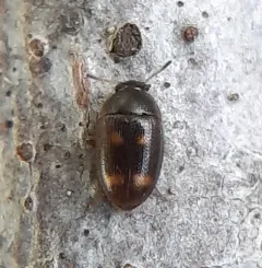 Four-spotted Hairy Fungus Beetle thumbnail 1