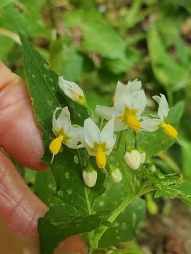 forked nightshade