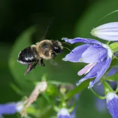 Small-handed Leaf-cutter Bee thumbnail 3