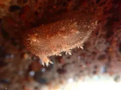 Robust frond-aeolis thumbnail 4