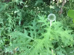 Tall Globe-thistle thumbnail 3