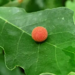 Philonix fulvicollis thumbnail 4