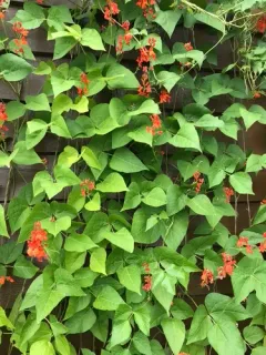 Runner bean thumbnail 3