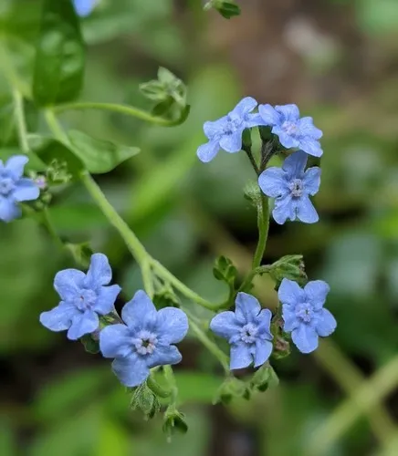 Chinese forget-me-not