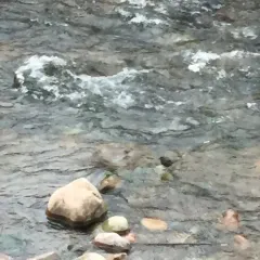 American Dipper thumbnail 2