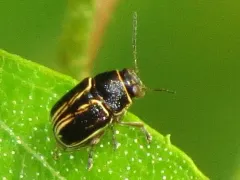 Pachybrachis nigricornis thumbnail 3