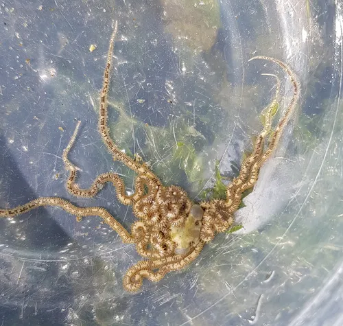 Long-armed Brittle Star