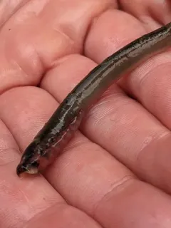 Arctic Lamprey thumbnail 2