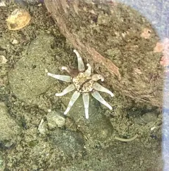 Ten-tentacled Burrowing Anemone thumbnail 2