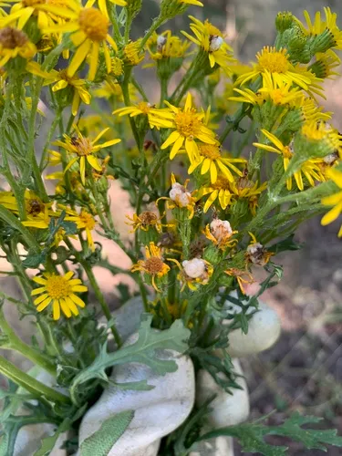 Botanophila seneciella