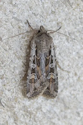 Oberfoell's Dart