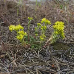 Lanceleaf Stonecrop thumbnail 4