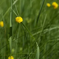 Creeping buttercup thumbnail 4