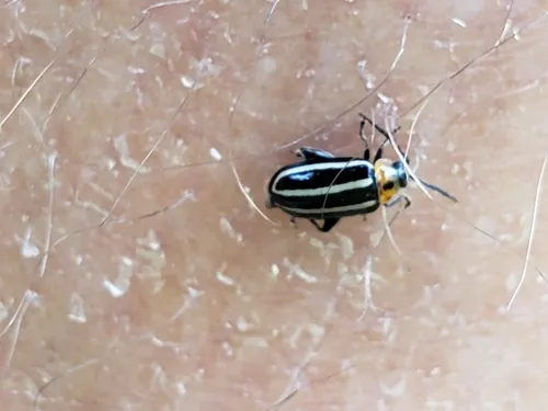 Pigweed Flea Beetle