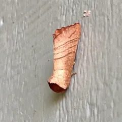 Yellow-necked Caterpillar Moth thumbnail 4