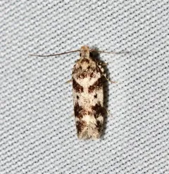 Chionodes pseudofondella thumbnail 3