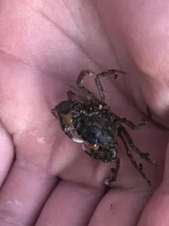 White-tipped Mud Crab thumbnail 2