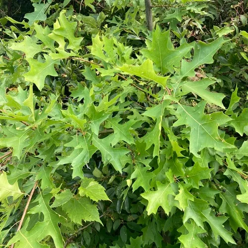 pin oak