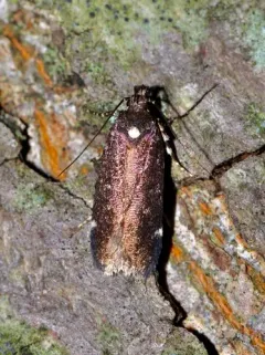 Chionodes argentipunctella thumbnail 2