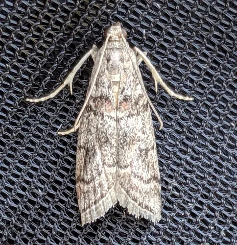 Promylea lunigerella