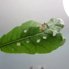 Oak Shothole Leafminer thumbnail 3