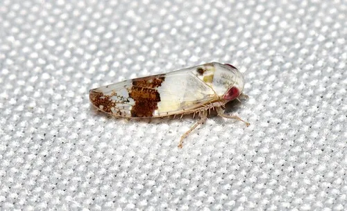 Norvellina novica