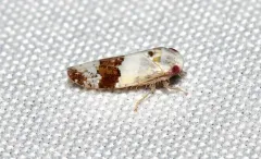 Norvellina novica thumbnail 1
