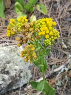 Openwoods Ragwort thumbnail 3