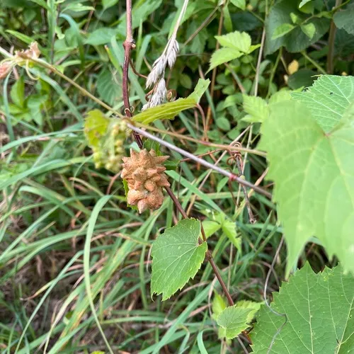 grape filbert gall