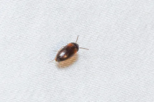 Hallomenus scapularis