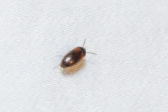 Hallomenus scapularis thumbnail 1