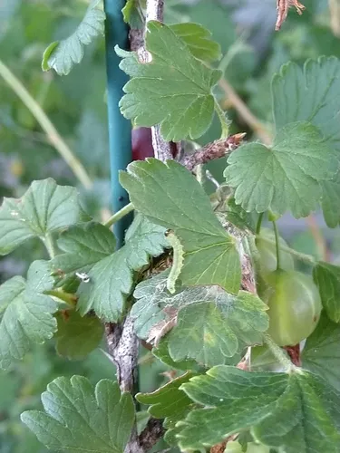Small Gooseberry Sawyer