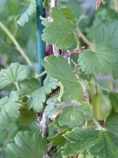 Small Gooseberry Sawyer thumbnail 1