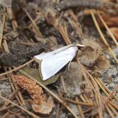 Snowy Urola Moth thumbnail 3