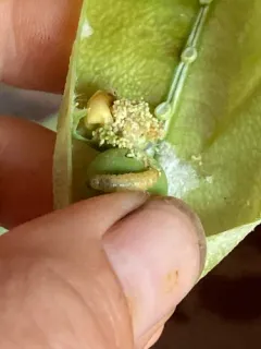Pea Moth thumbnail 4